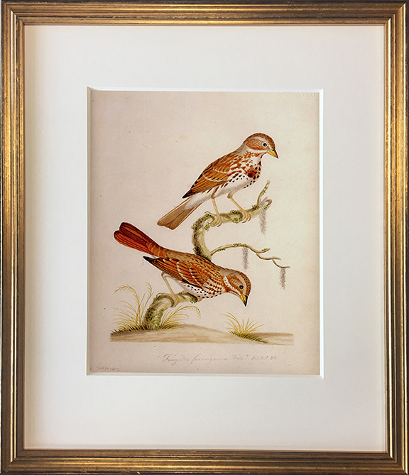 John Abbot's Birds of Framed Print Fox Sparrow Beehive