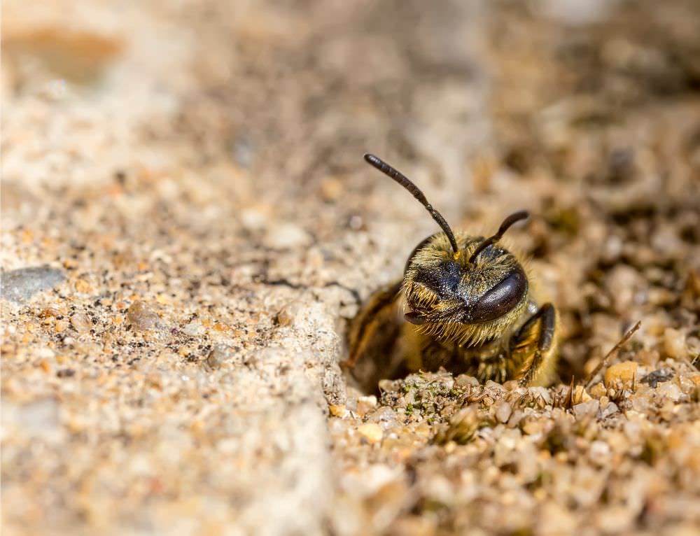 Ground Bees Appearance, Common Traits & Behavior
