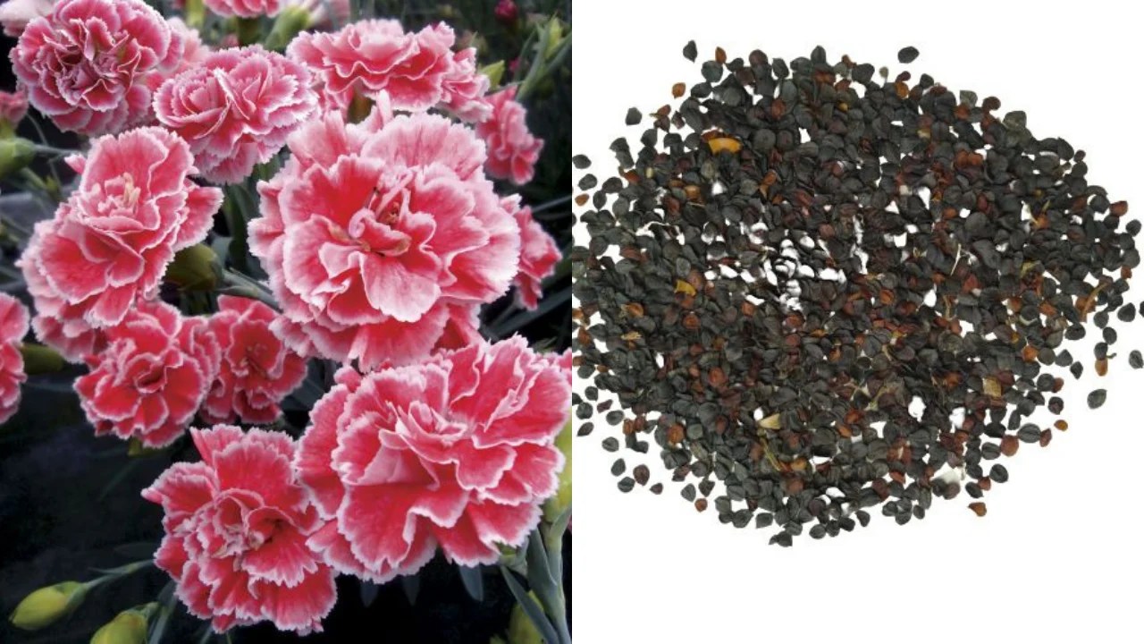 Dianthus Seeds From Tiny to Thriving in 5 Easy Steps (Before Spring R