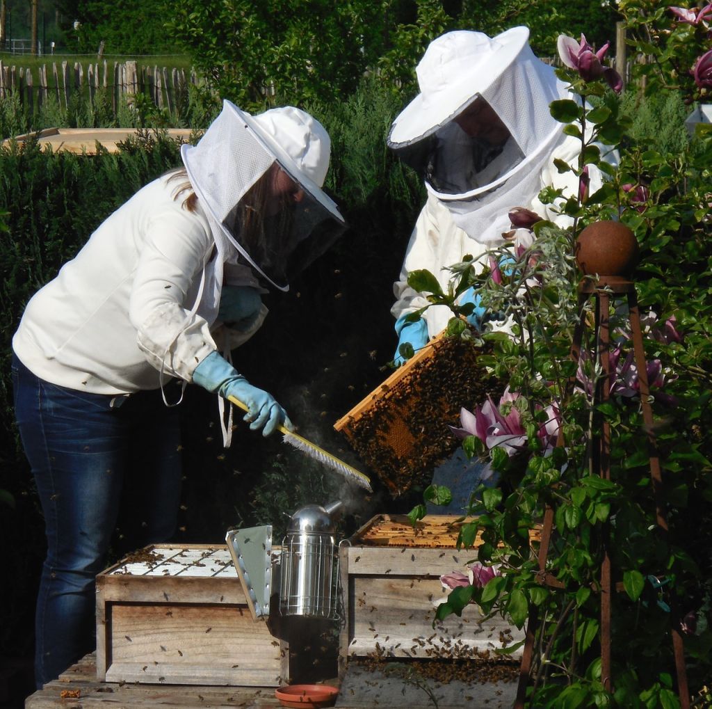 Best Bee Smokers for Beekeeping
