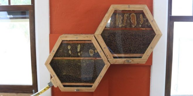 Indoor Beekeeping What is it Exactly?
