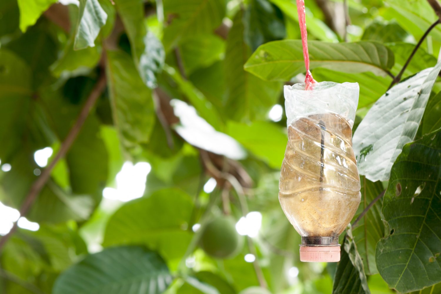How to Make a Yellow Jacket Trap DIY Beekeeping