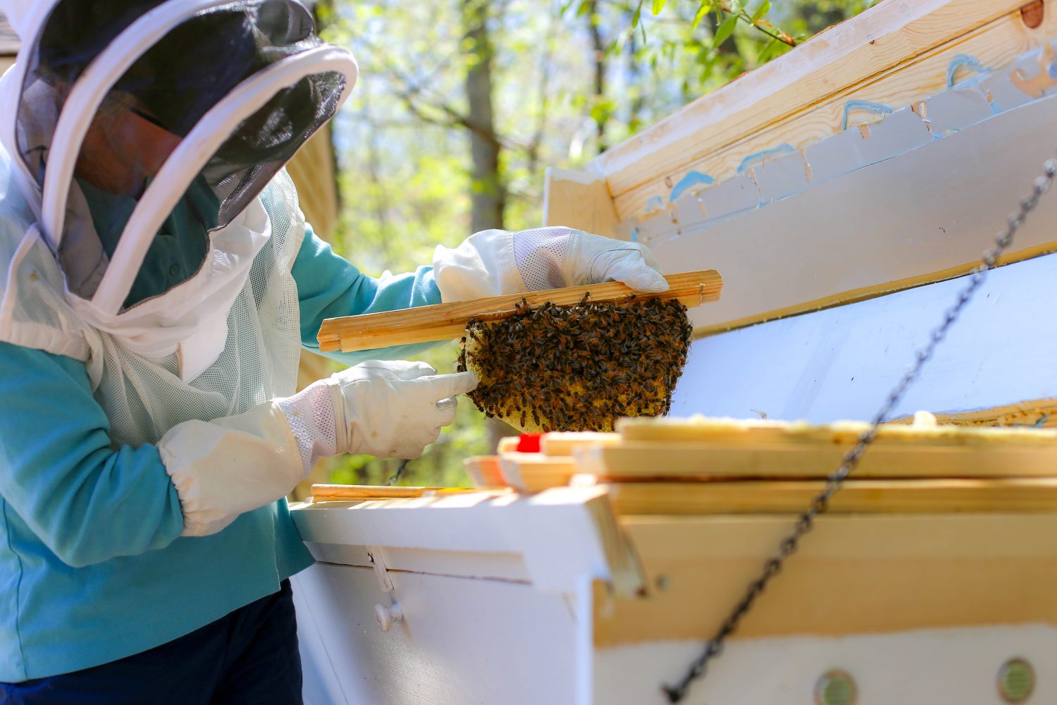 Top Bar Beekeeping for Beginners