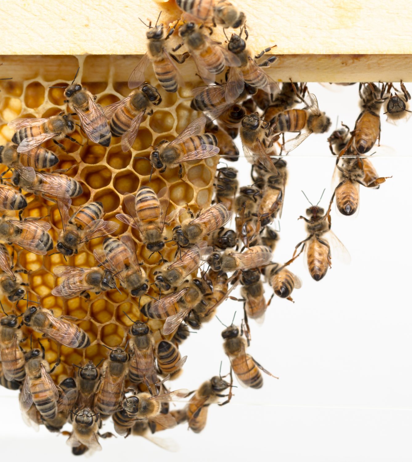 Festooning Bees what’s that about?