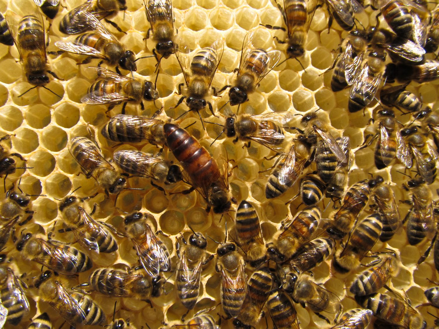 Clipping the Wings of Honeybee Queens