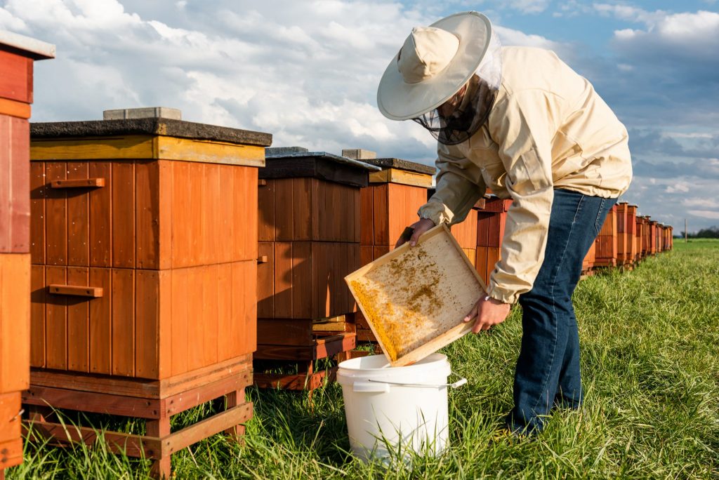 Beehive Management The Importance of Good Practices