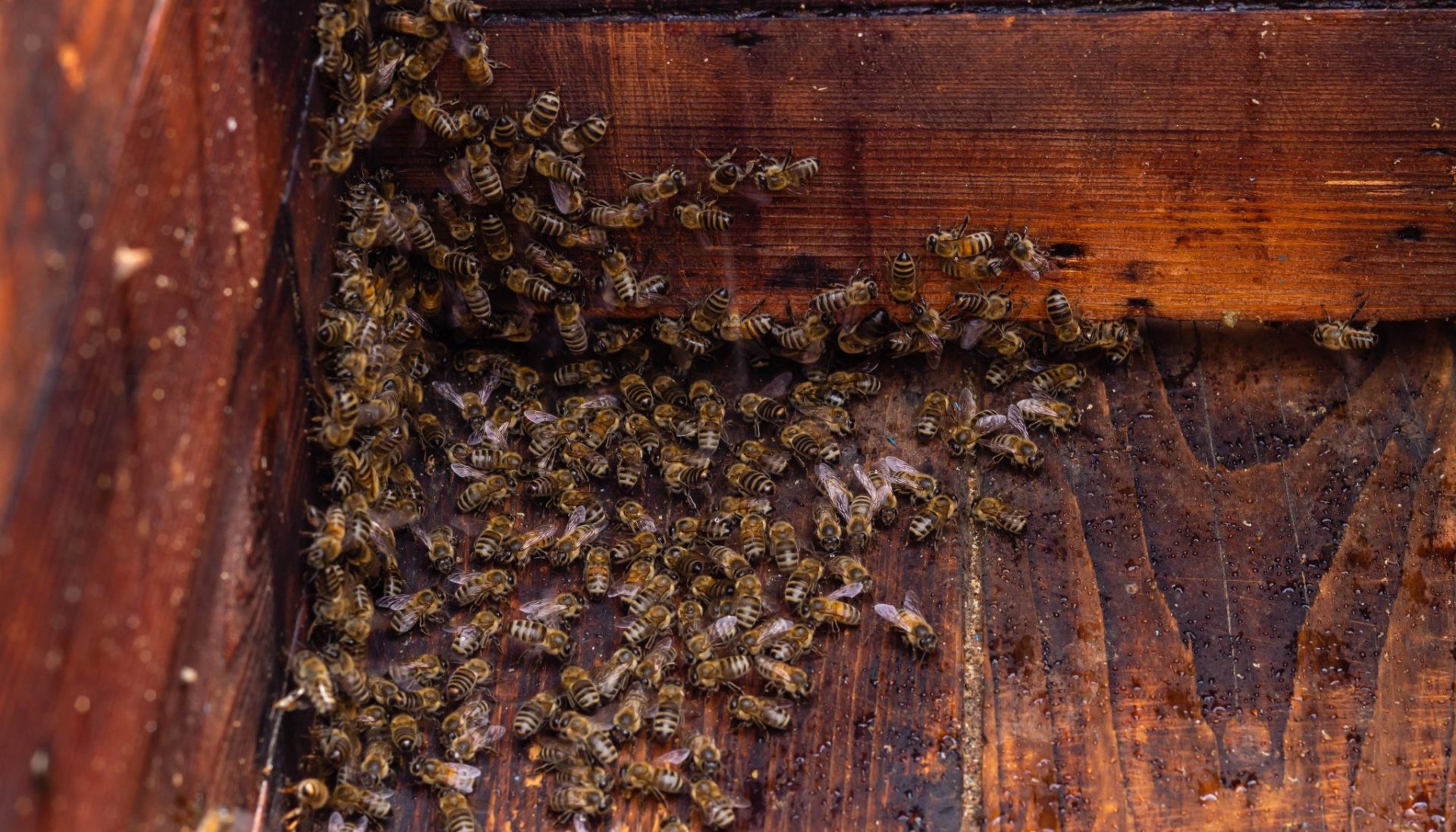 The Importance of Beehive Ventilation