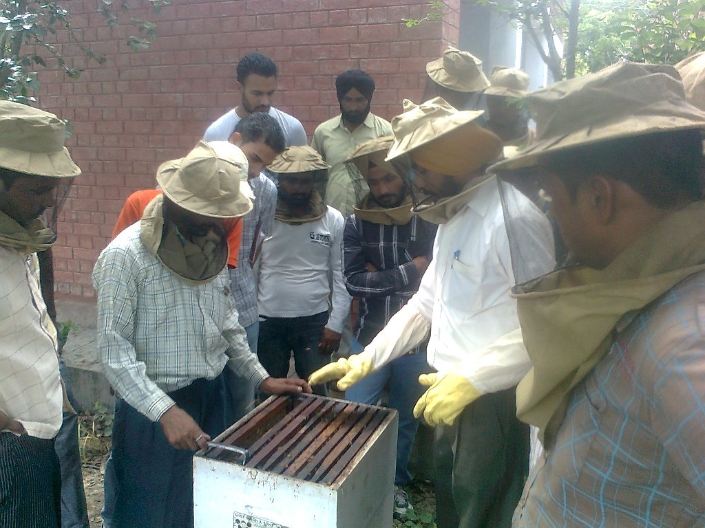 Beekeeping Training In Patiala, Punjab, India. Bee Keeper India