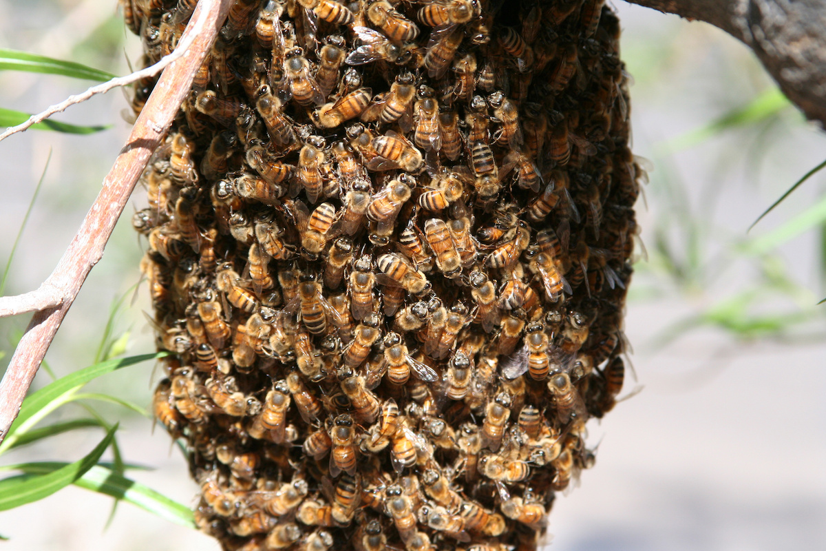 San Diego Bee Removal Bee Keeper SD