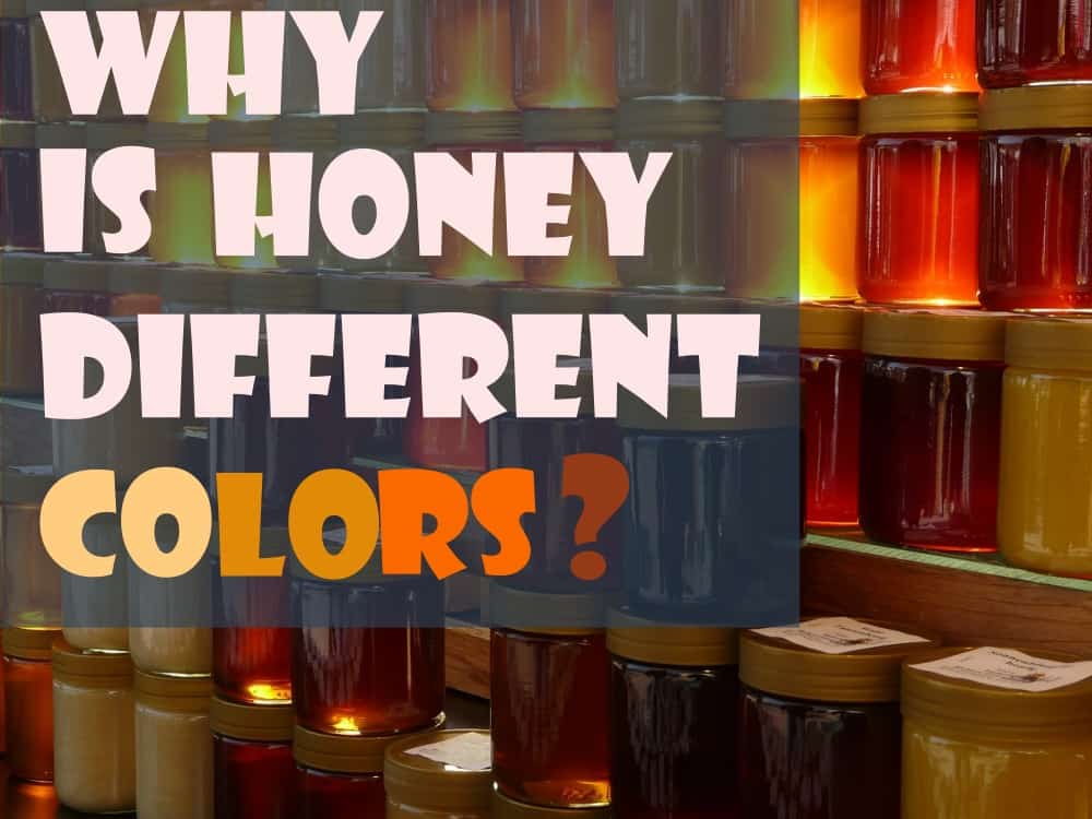 What Does The Color Of Honey Tell You? Beekeeping 101