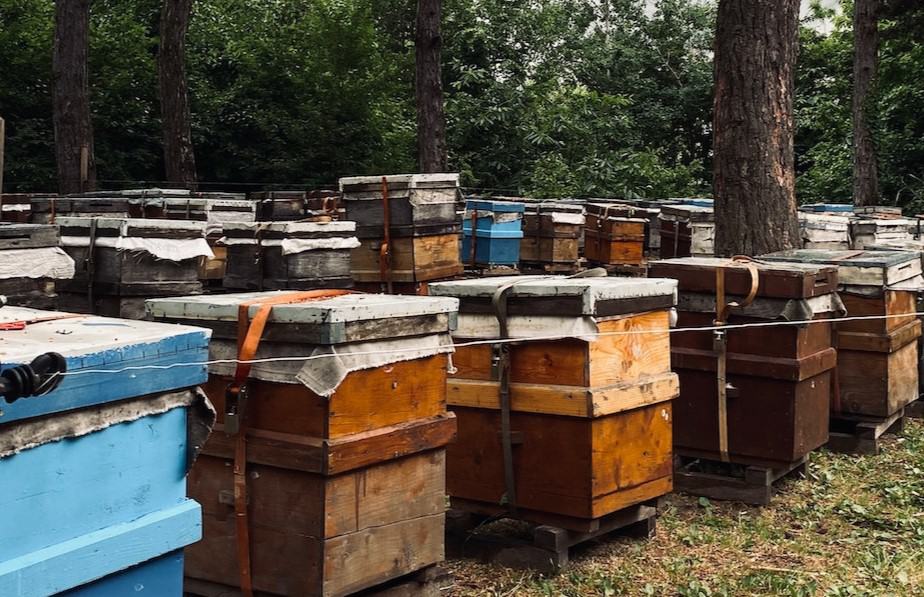 Thermal Camera Add to Your Toolkit Beekeeping 101