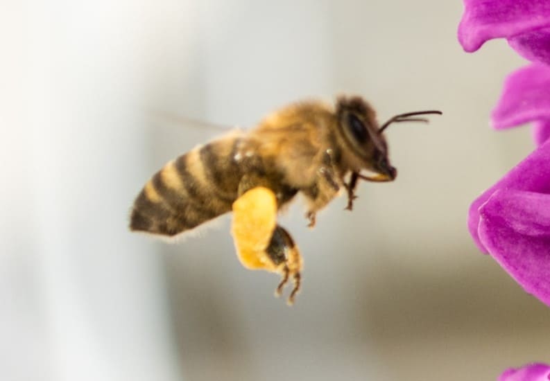 Exploring The Anatomy Of A Bee Beekeeping 101