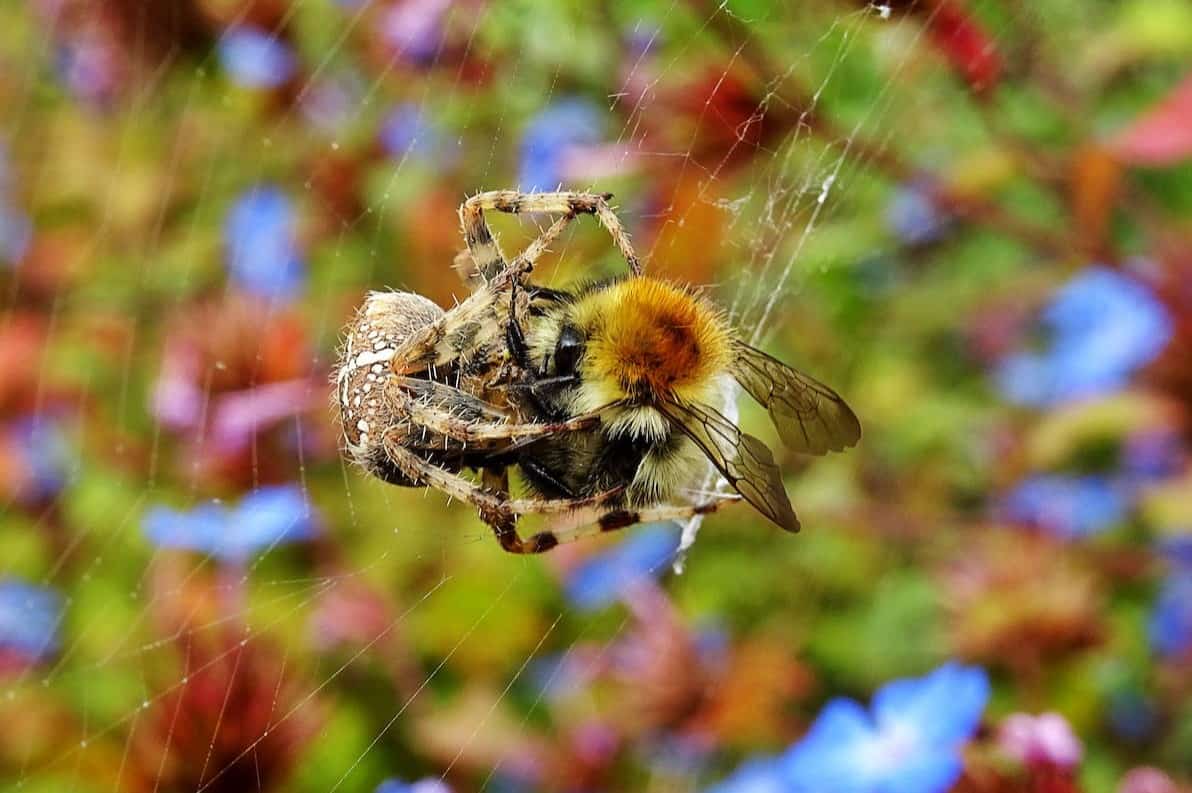 What Eats Bees Beekeeping 101