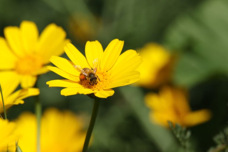 How Do Bees Collect Pollen?