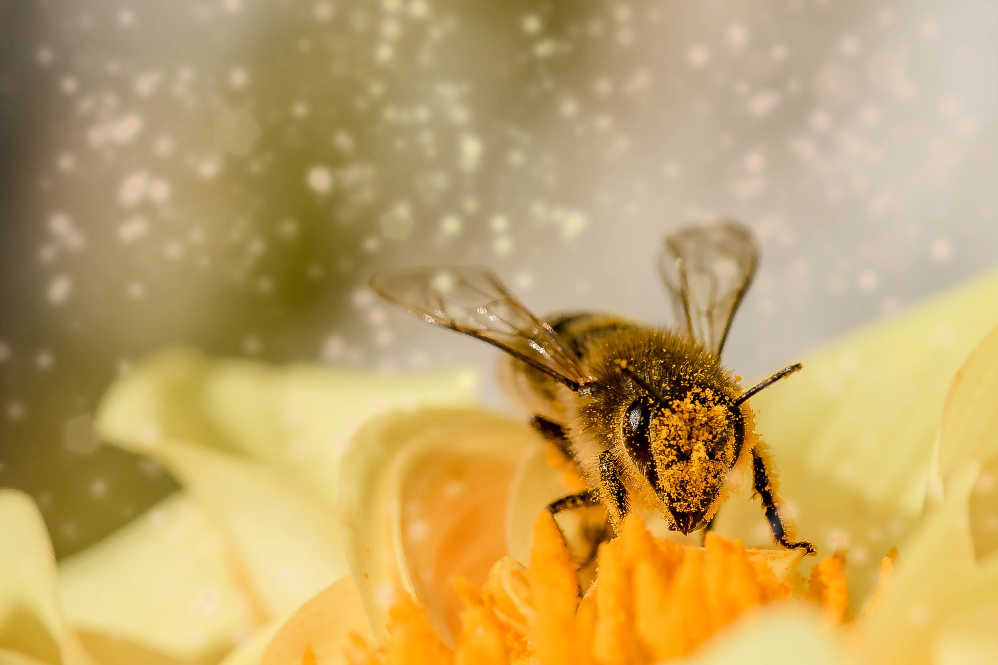 How Do Bees Transport Pollen From One Flower To Another Best Flower Site