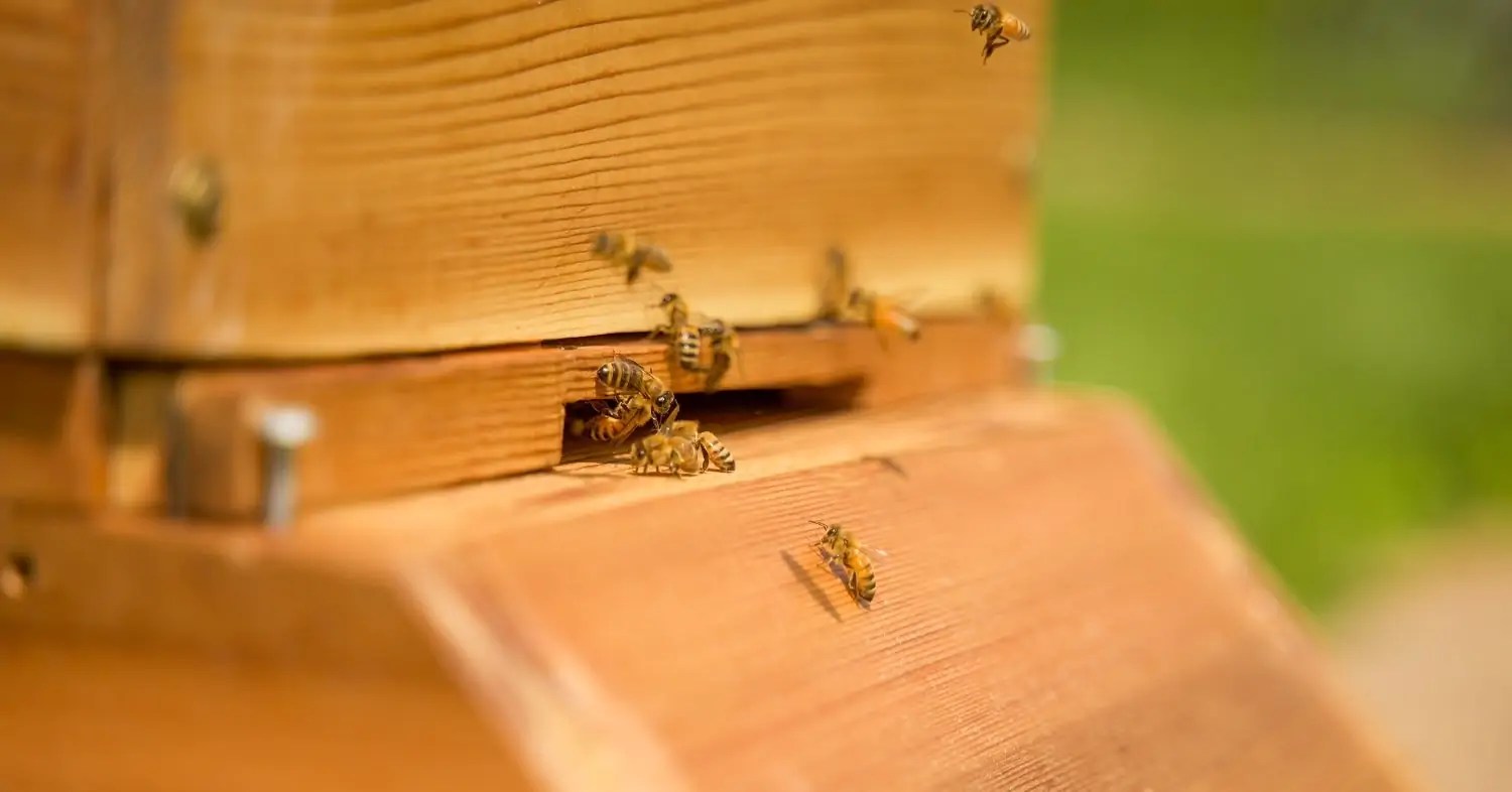 Varroa Mites Bee Keeping Varroa Mites