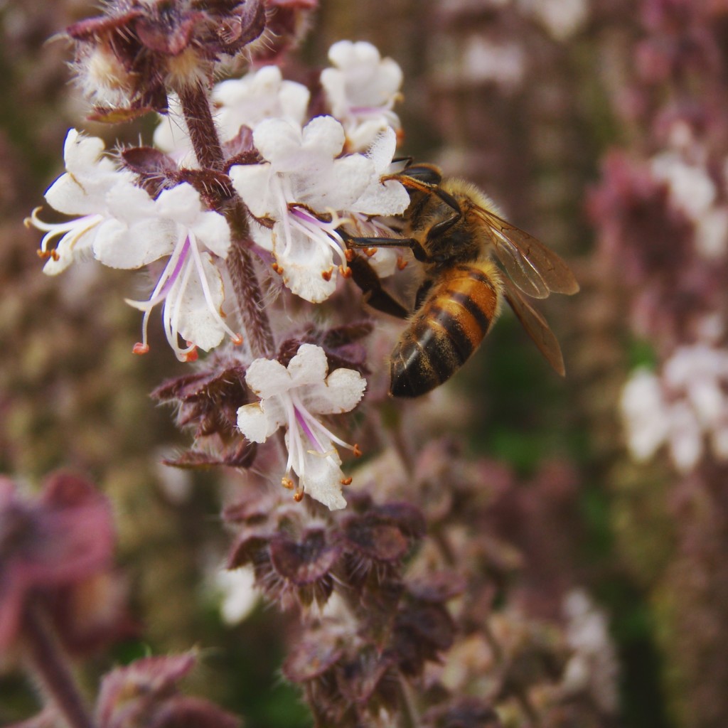 TOP 10 BEEFRIENDLY FLOWERS Beekeeping Like A Girl