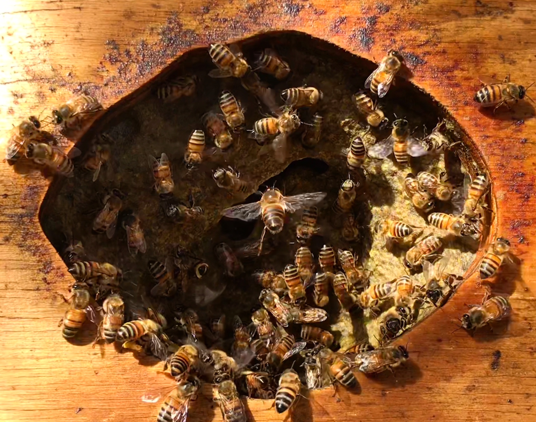 WHEN BEES TAKE OVER YOUR OWL BOX Beekeeping Like A Girl