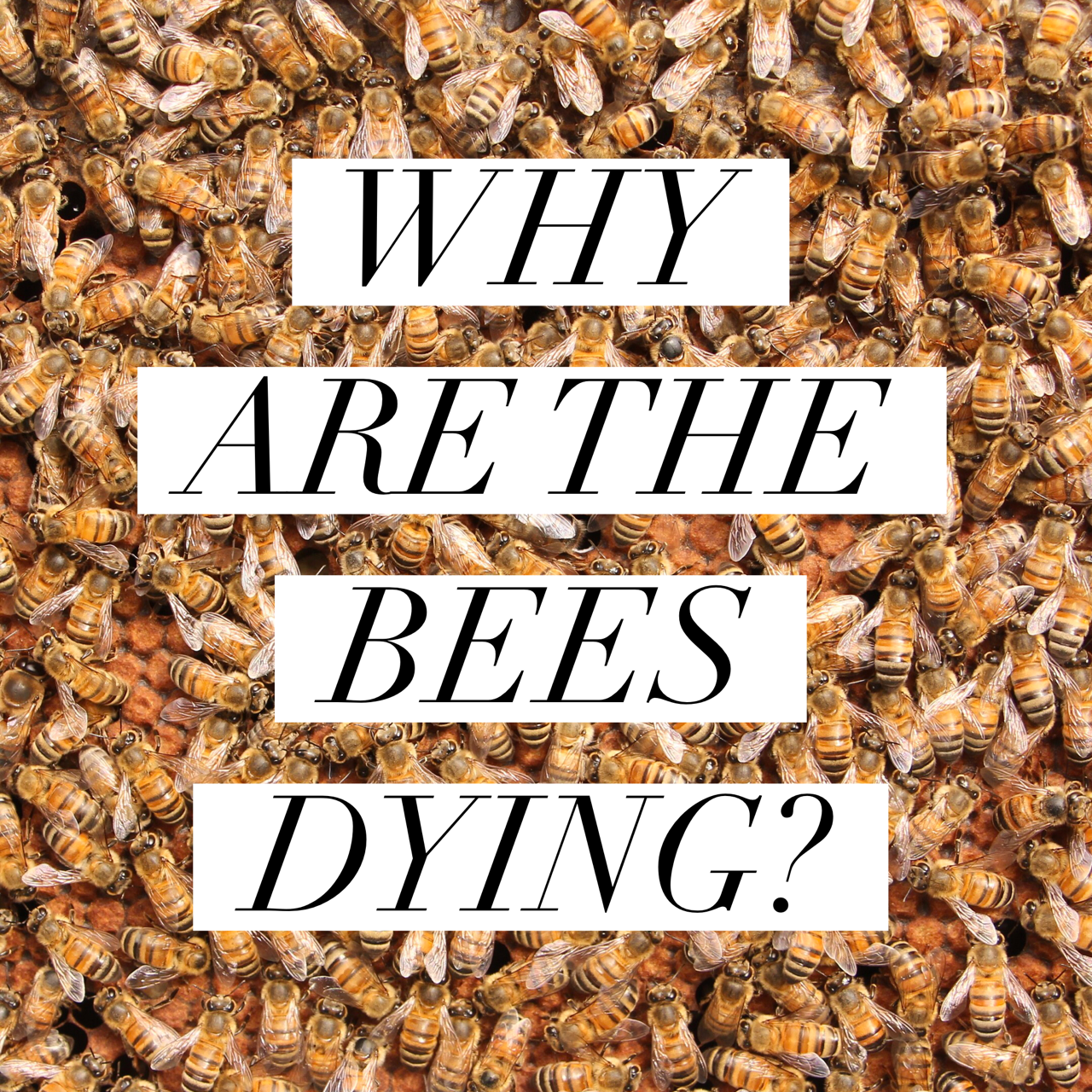 WHY ARE THE BEES DYING? Beekeeping Like A Girl