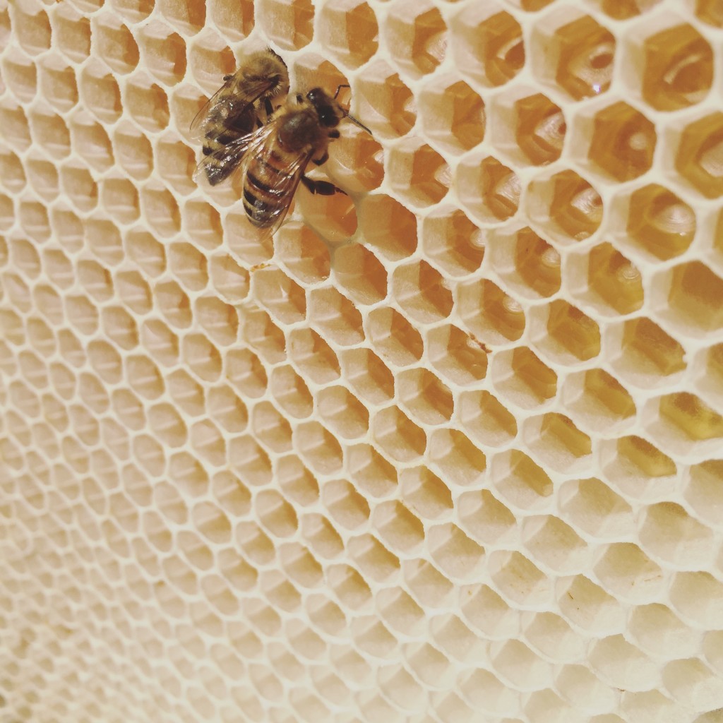 8 TIPS FOR URBAN BEEKEEPERS Beekeeping Like A Girl