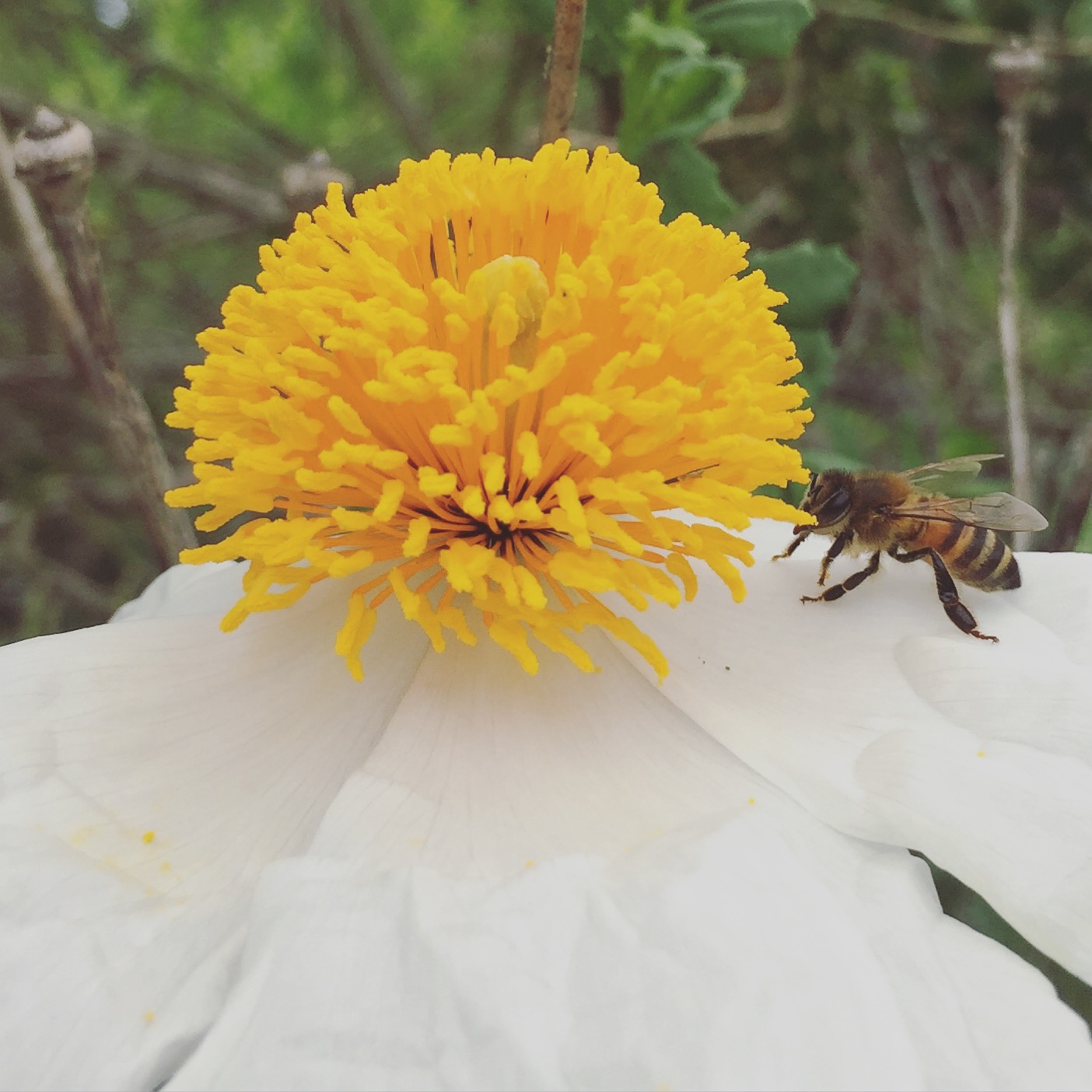 TOP 10 BEEFRIENDLY FLOWERS Beekeeping Like A Girl
