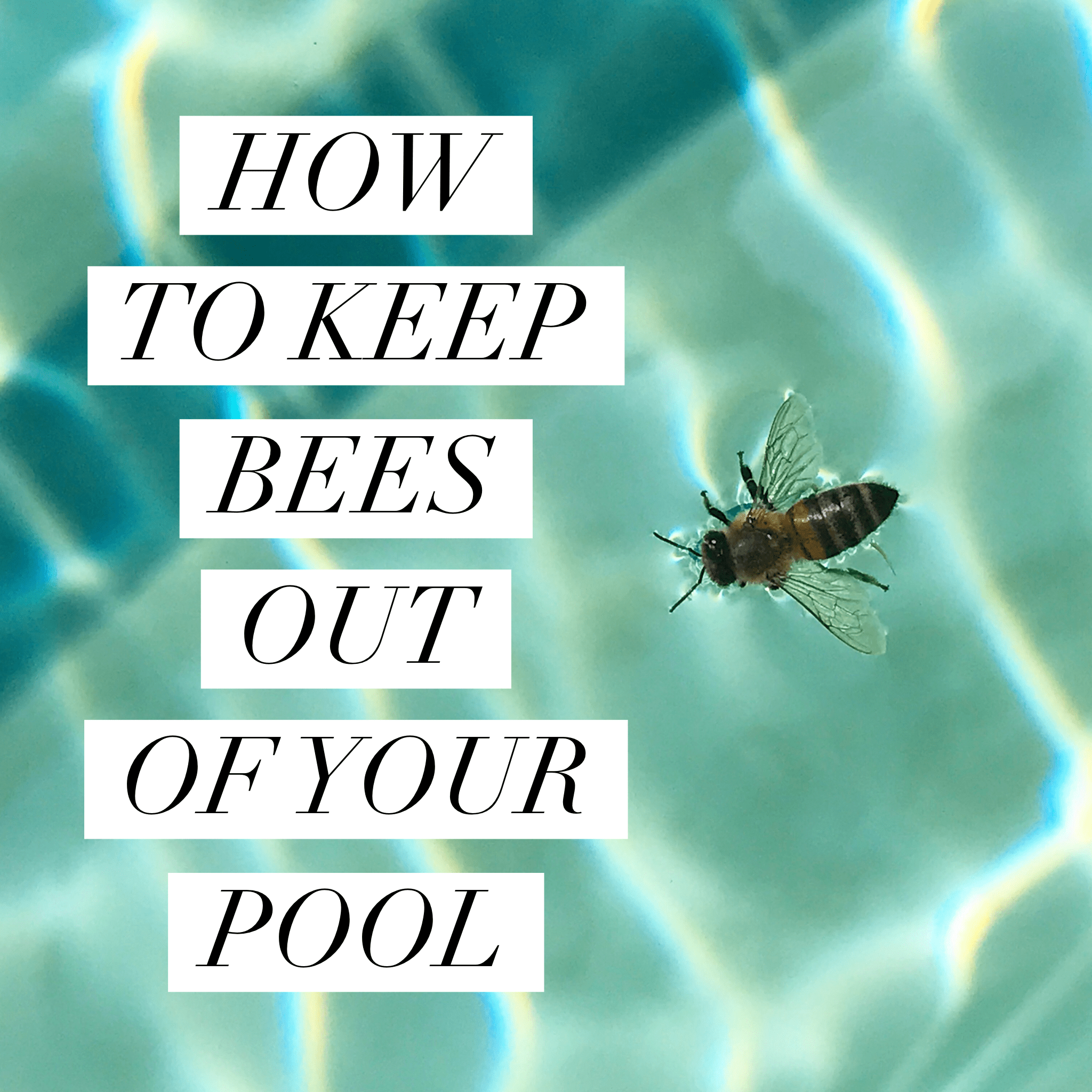 Beekeeping Like A Girl HOW TO KEEP BEES OUT OF YOUR POOL