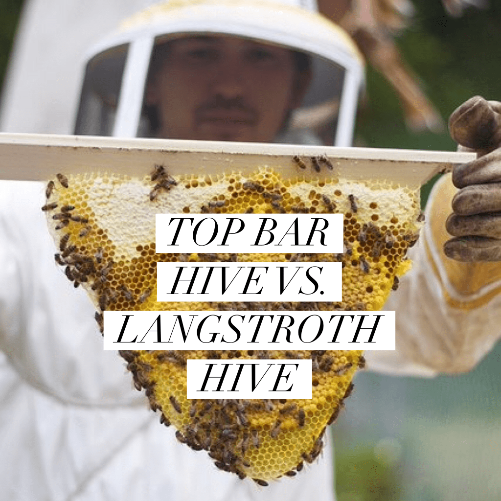 LANGSTROTH VS. TOP BAR HIVE Beekeeping Like A Girl