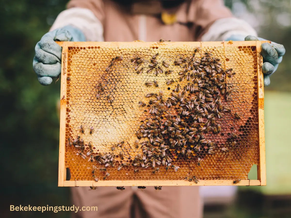 What is Bee Brood? [How To Identify Them] Beekeepingstudy