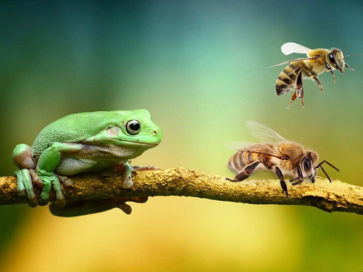 Surprising Fact Do Frogs Eat Bees? Beekeepingstudy