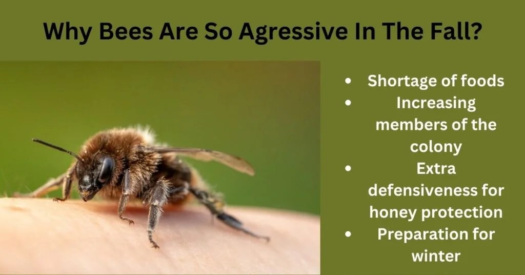 Mysterious Fact Why Are Bees More Aggressive In The Fall? Beekeepingstudy