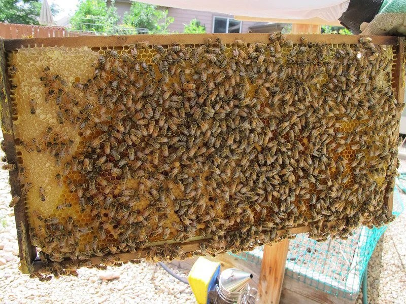 Swarm Prevention Technique How To Split A Beehive Beekeepingstudy