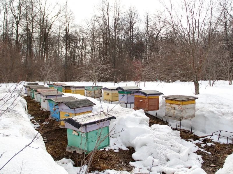 Tips for Determining How Many Brood Boxes to Use in Your Hive