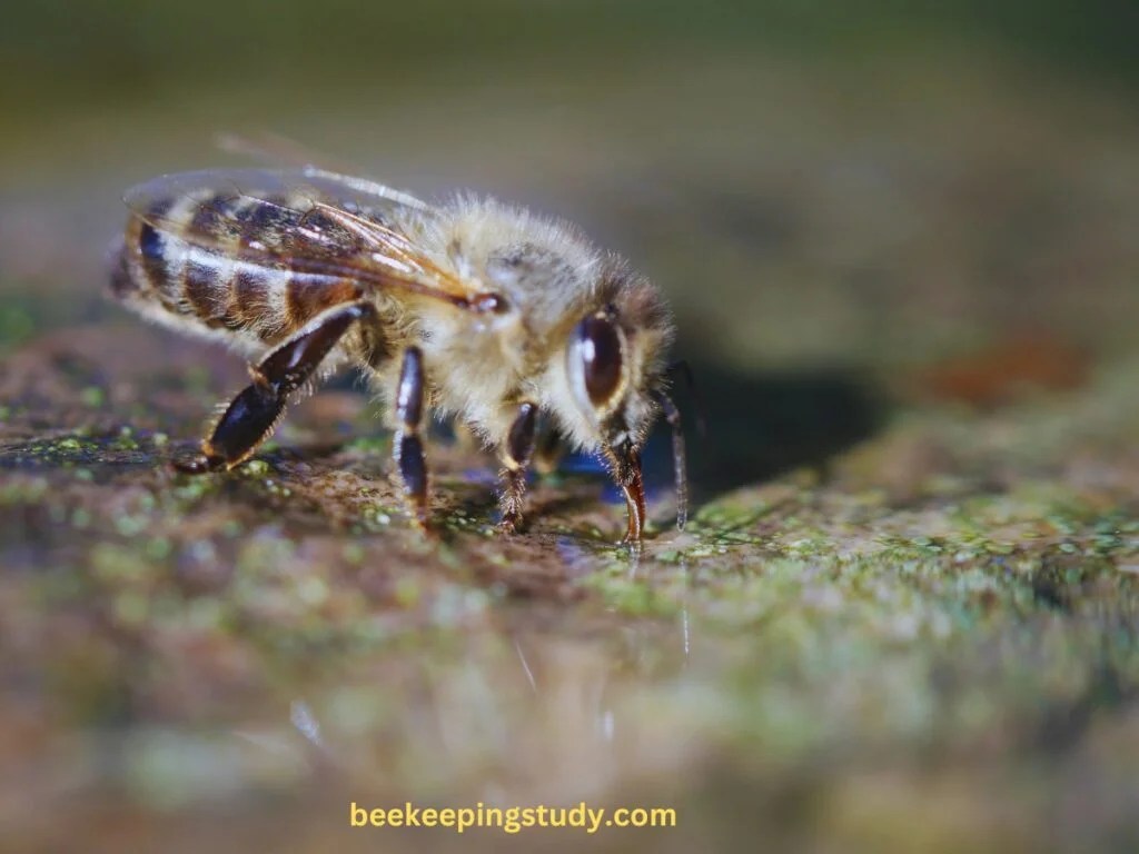 6 Aggressive Bees That Live In The Ground Beekeepingstudy