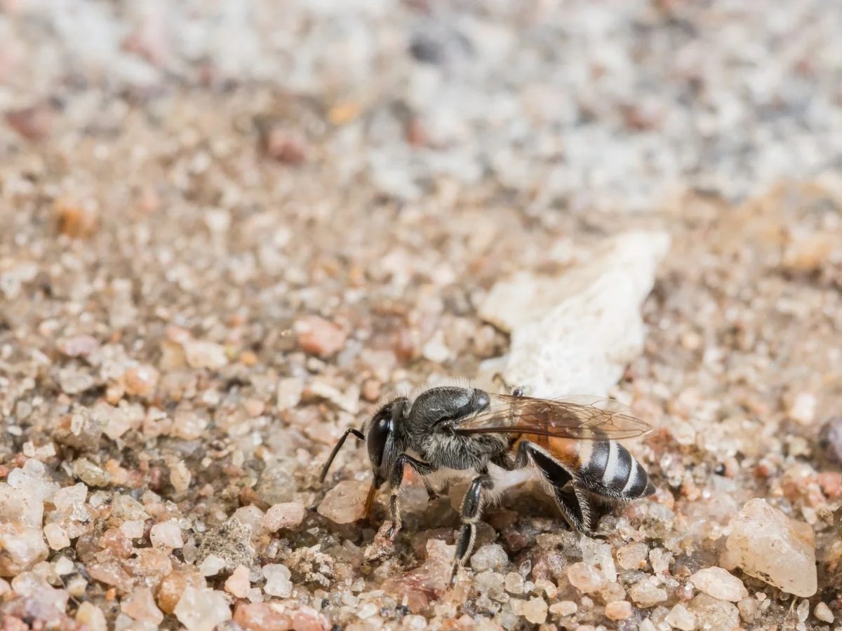 8 Effective Ways To Get Rid Of Ground Bees Without Killing