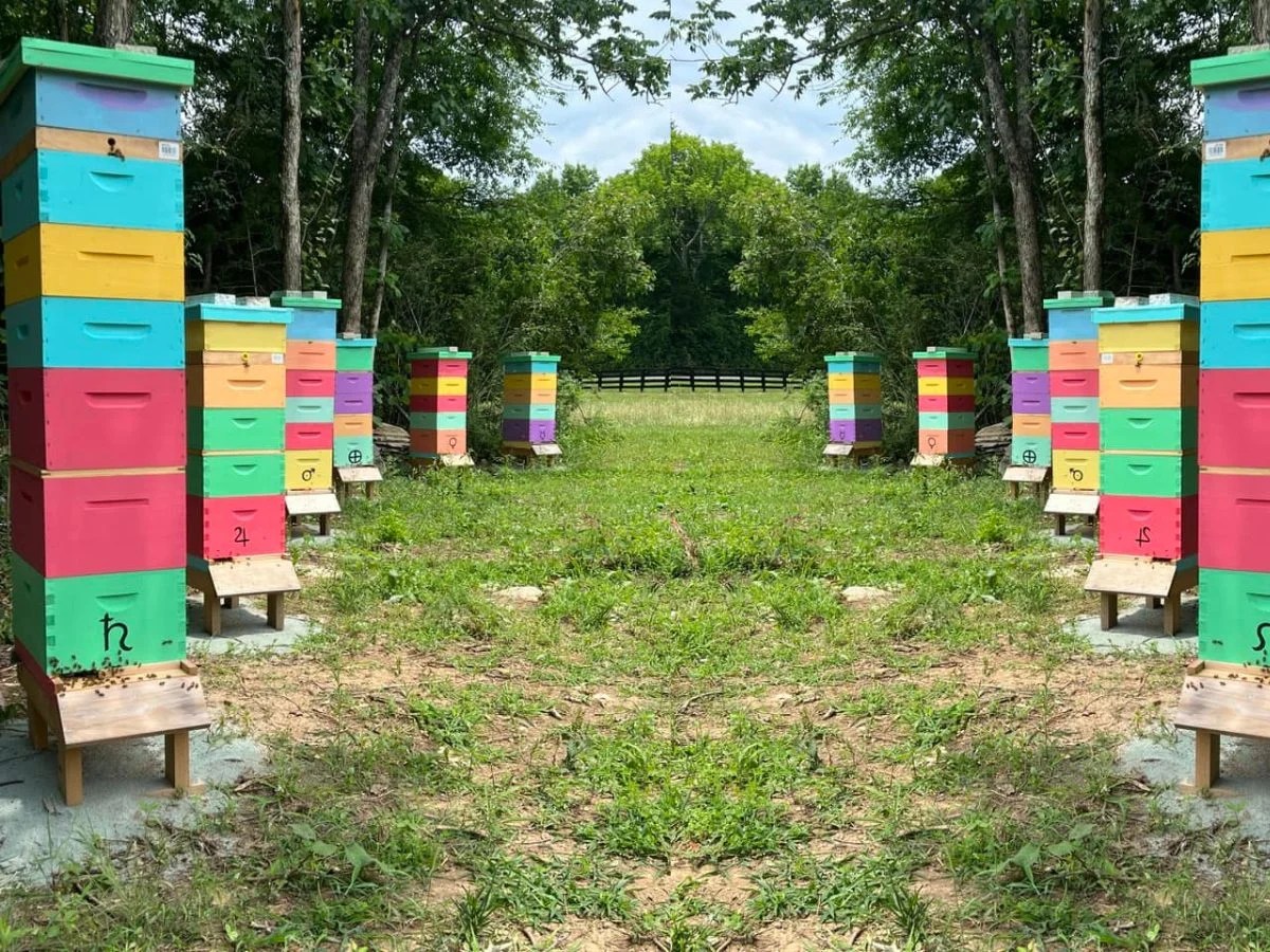 How Many Hives Per Apiary? (A Comprehensive Guide) Beekeepingstudy