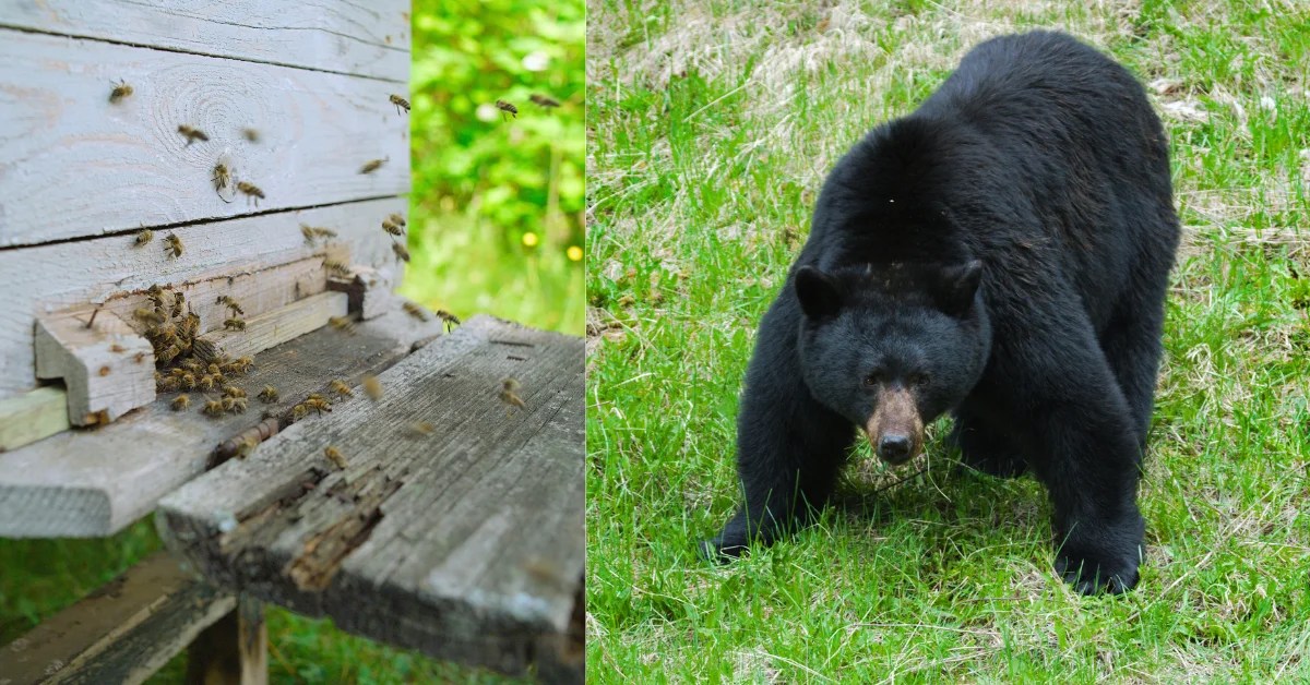 Bear vs. Beehive Showdown Do Bears Feel Bee Stings? Beekeepingstudy