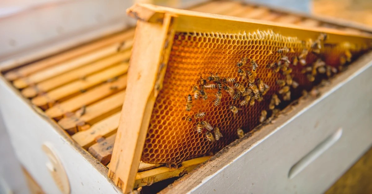 Where To Purchase Bees For Beekeeping (Ultimate Guide) Beekeepingstudy