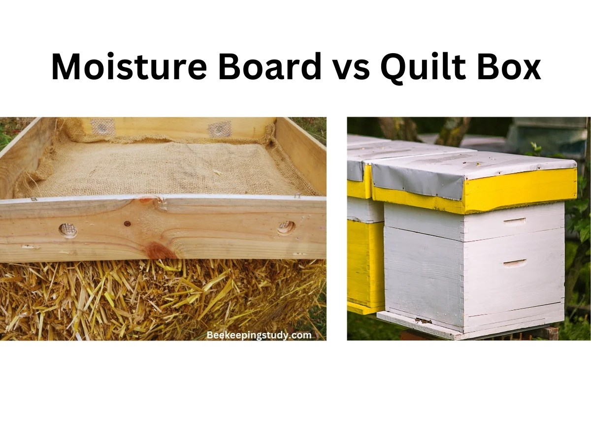 Moisture Board vs Quilt Box Which One To Choose For Bees