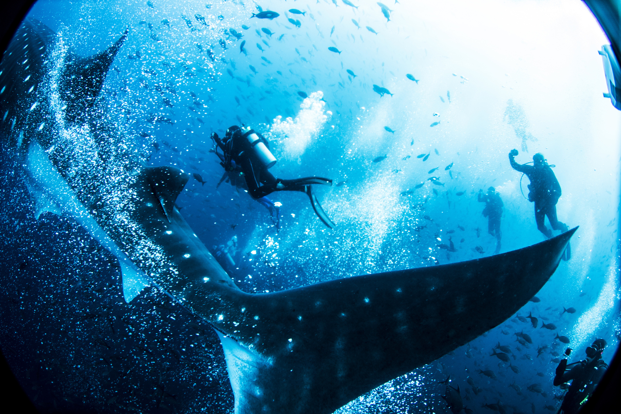 Under the Sea Spectacular Underwater Destinations for Adventure Seekers