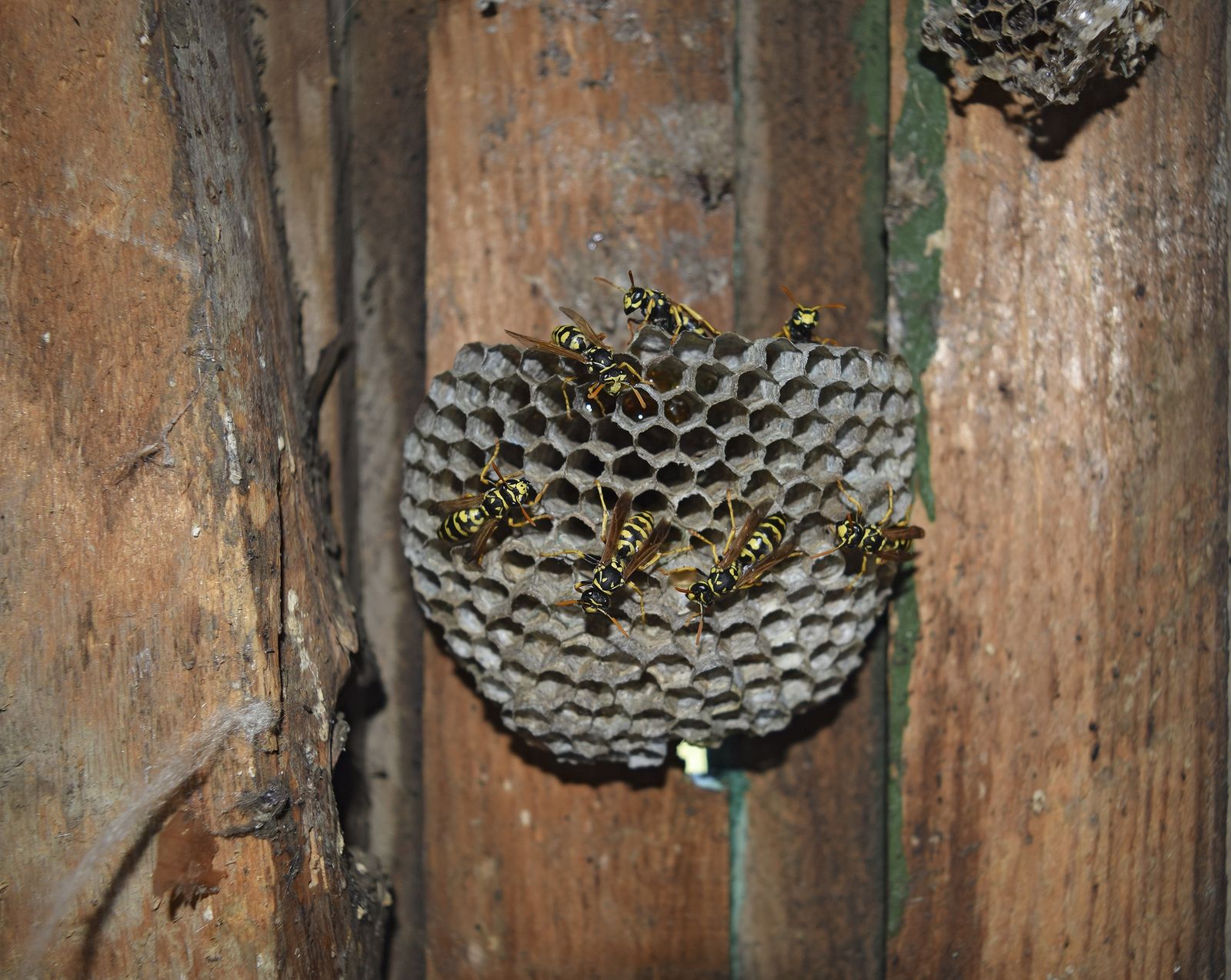 Identifying Hives and Nests for Bee and Wasp Removal The Bee Man