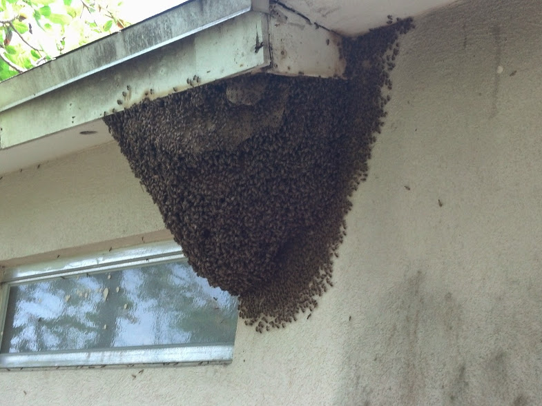 Bee Removal in Clearwater Clearwater Bee Removal [Video]