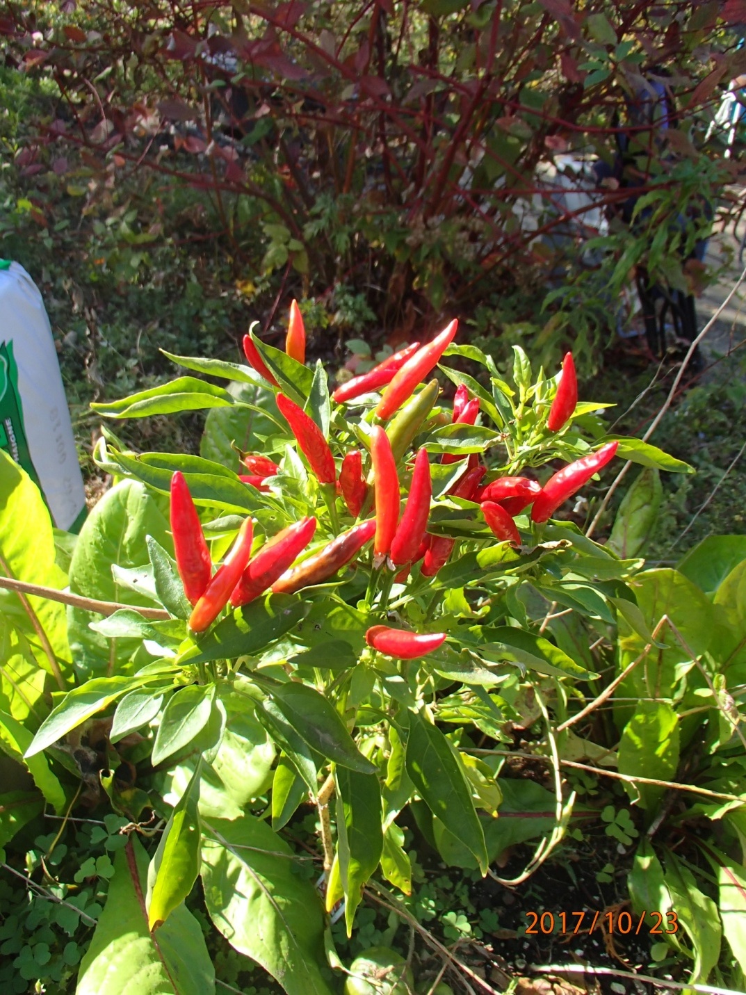 Growing hot peppers and making hot sauce Homebrew Emporium Online!