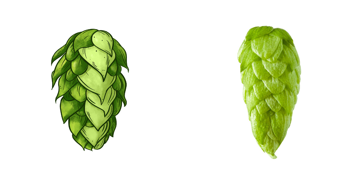 Amarillo Hops Substitution, Flavor, Aroma Beer Maverick