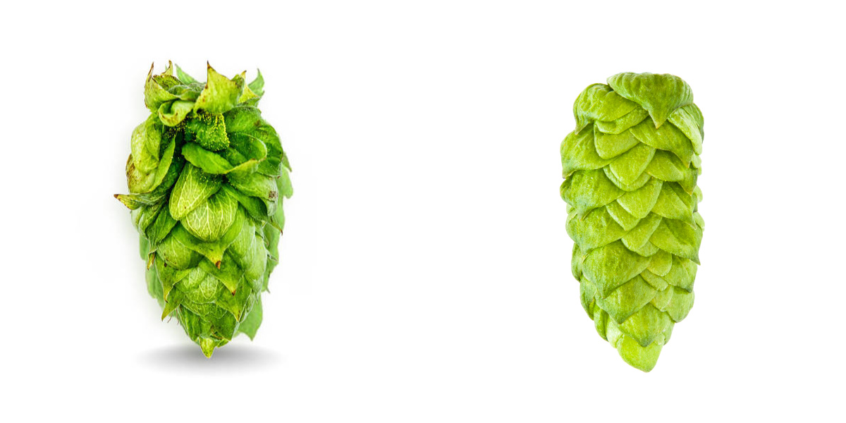 Sabro Hops Substitution, Flavor, Aroma Beer Maverick