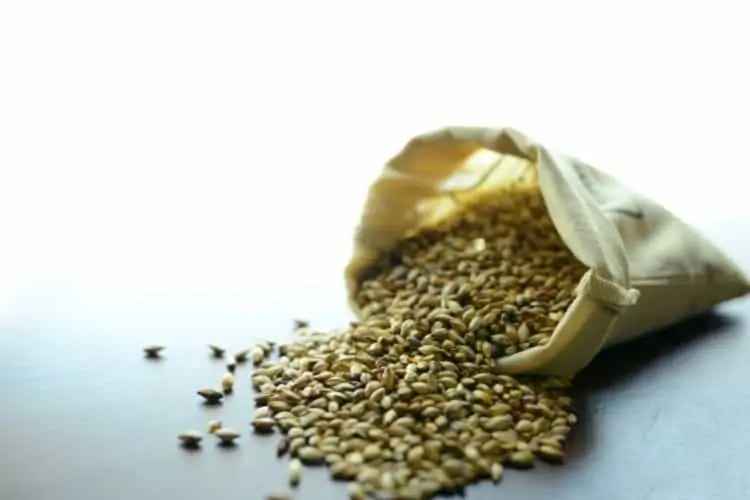 Crystal Malt Guide How to Brew Beer with Crystal Malts? Beertannica