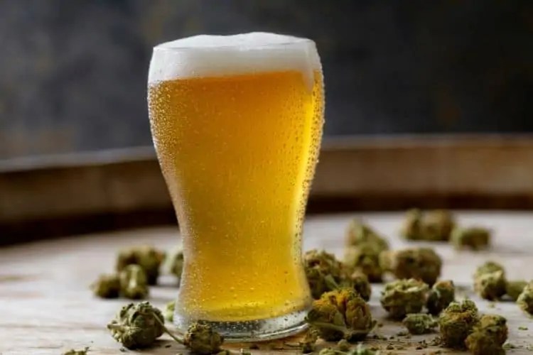 Goose Island Christmas IPA Review and Guide Beertannica