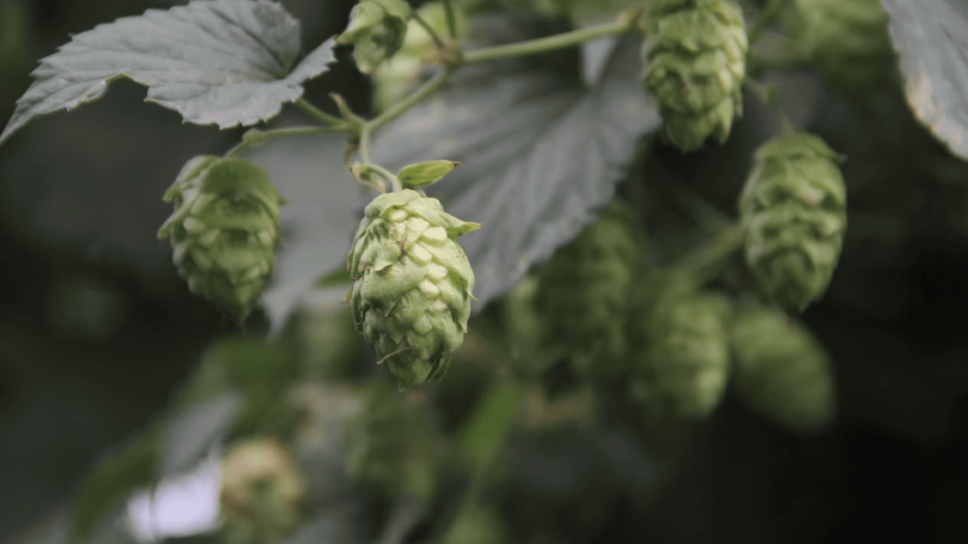 Willamette Hops Guide Why I’m a Fan of This Classic American Hop