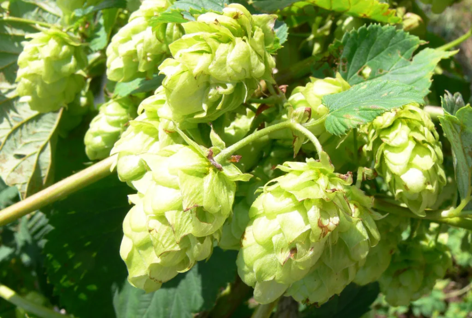 Willamette Hops Guide Why I’m a Fan of This Classic American Hop