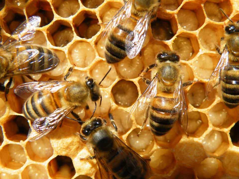Masterplan zur Rettung der Bienen. Werde Teil der Bewegung Bees4life