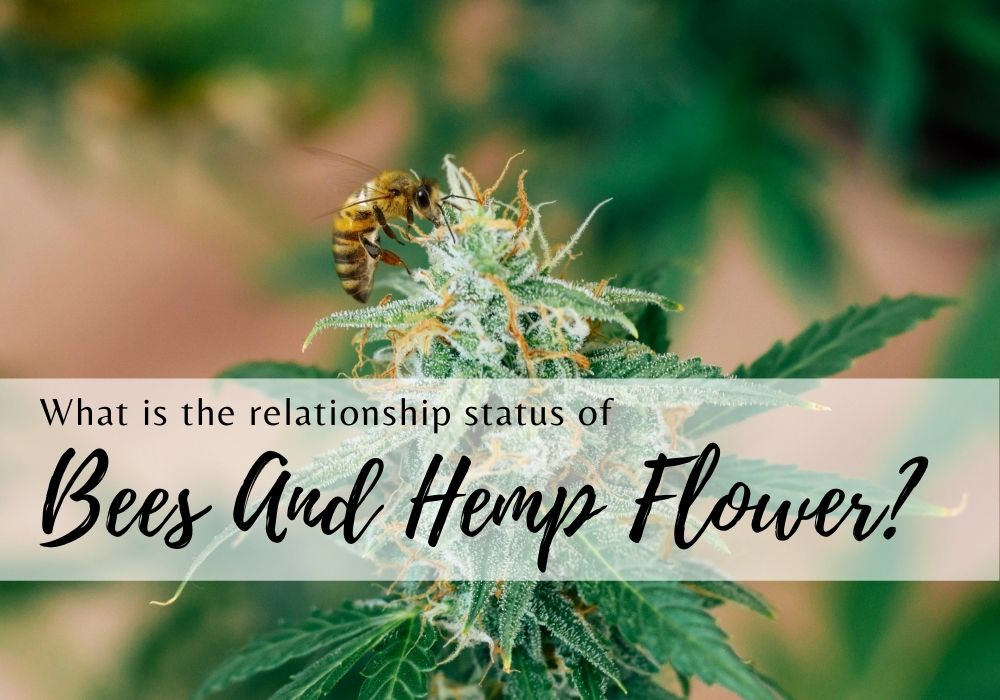 Hemp and Bees What do bees love about hemp? Bees4life